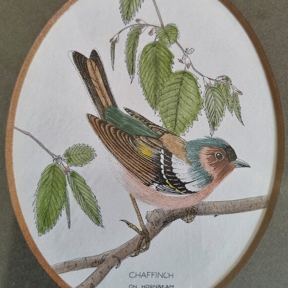 VTG John Morland Birds Hand Colored Glastonbury Print Framed Made in England - Picture 3 of 9